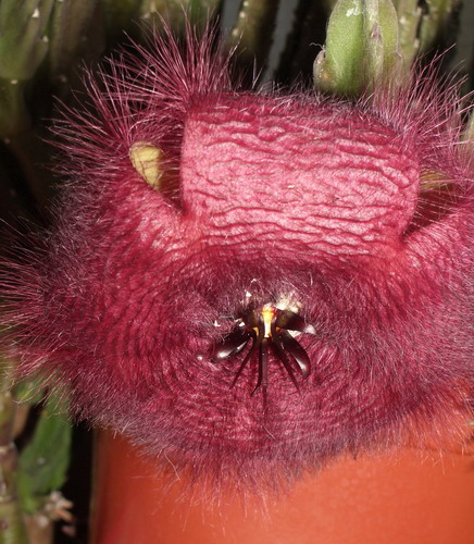 stapelia 2006 09 18.jpg