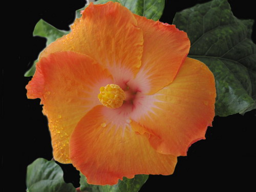 Amber 002.jpg