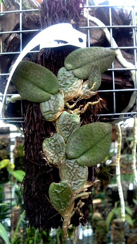 Фото орхидеи Psychopsiella limminghei