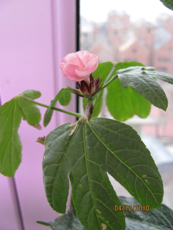 04.12.2010 004.jpg