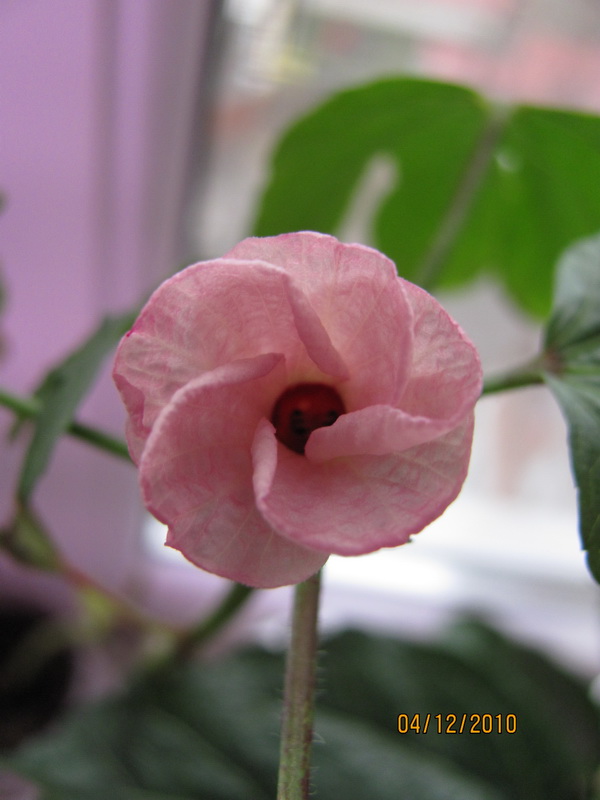04.12.2010 005.jpg