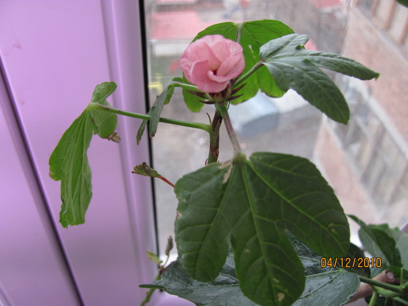 04.12.2010 006.jpg