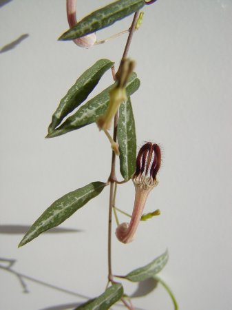 Ceropegia linearis 1.jpg