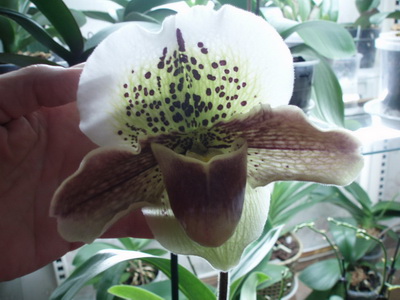 Paphiopedilum Casablanca x Casablanca