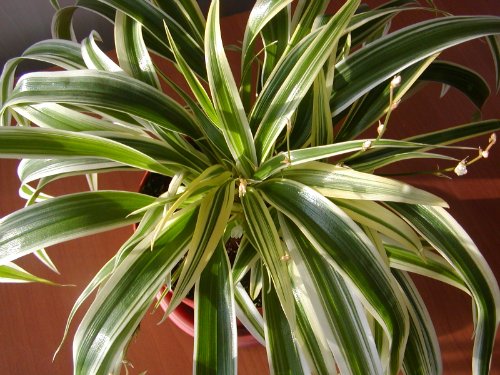 Chlorophytum  comosum var.2 .jpg