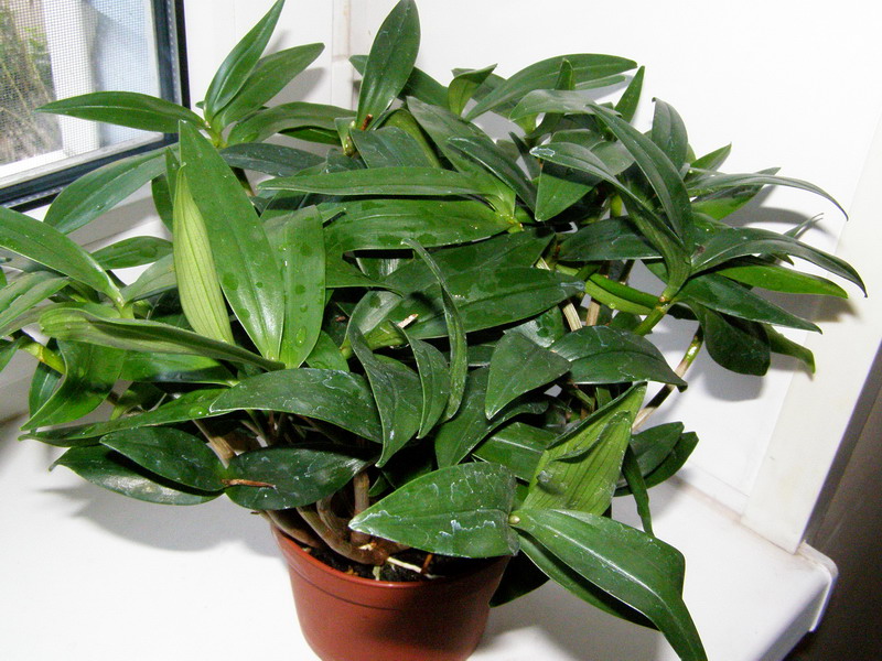 Dendrobium_kingianum_02_241110.jpg