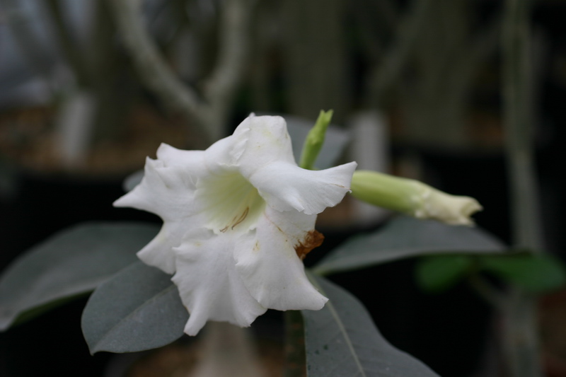 Это маленькая привика самого большого по размеру белого цветка - растение маленькоен и не может удержать цветок полностью открытым
