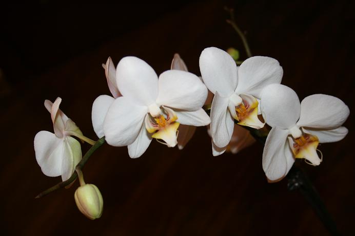 IMG_2297 first phal.JPG