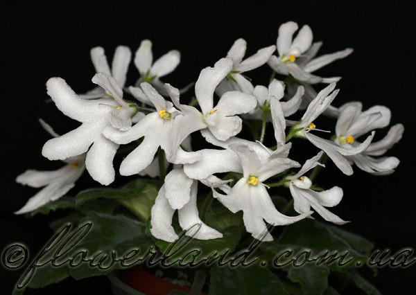 Lunar Lily White