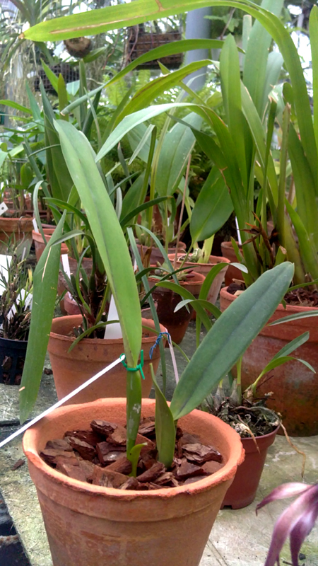 Laelia perrini.jpg