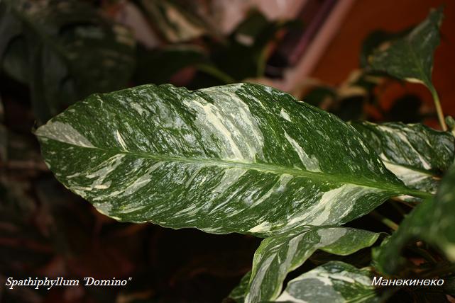 Spathiphyllum Domino лист.jpg