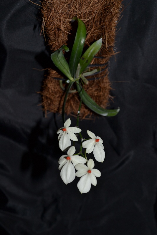 aerangis rhodosticta (2).JPG