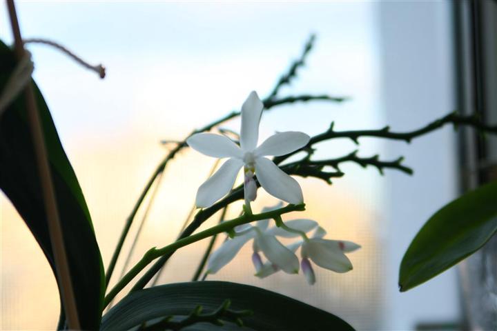Тетраспис