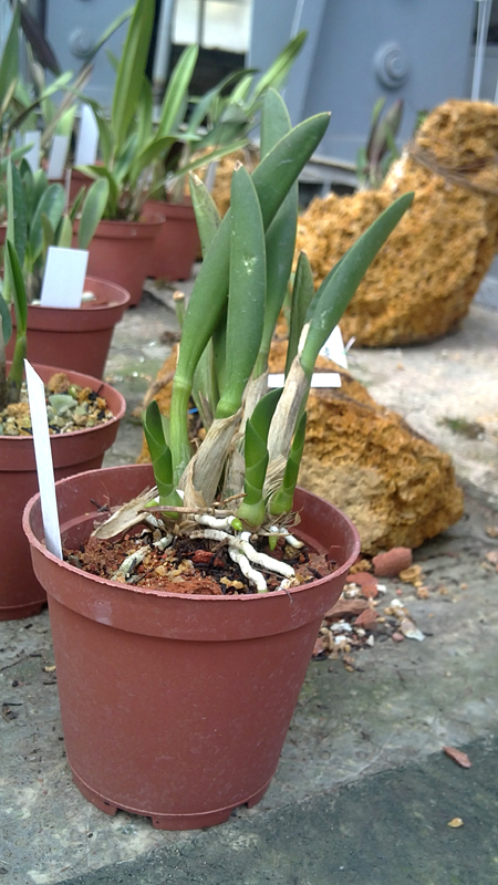 Laelia reginae.jpg