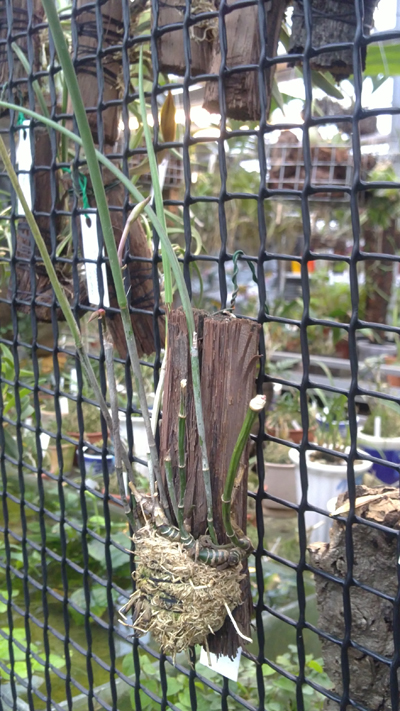 Brassavola perrinii 1.jpg