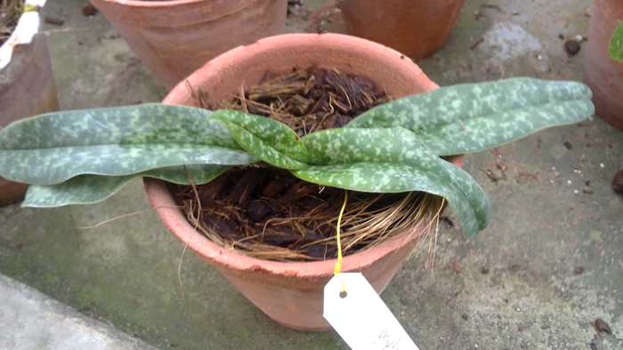 Paph concolor.jpg
