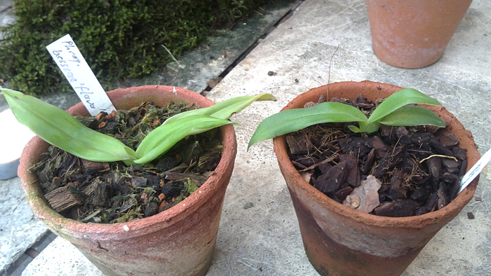 Phragmipedium besseae.jpg