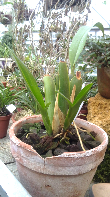 Brassia caudata.jpg