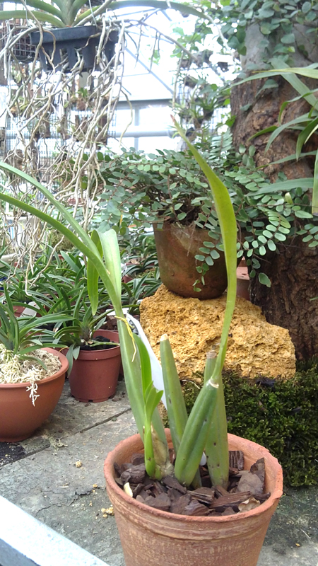Brassia signata.jpg
