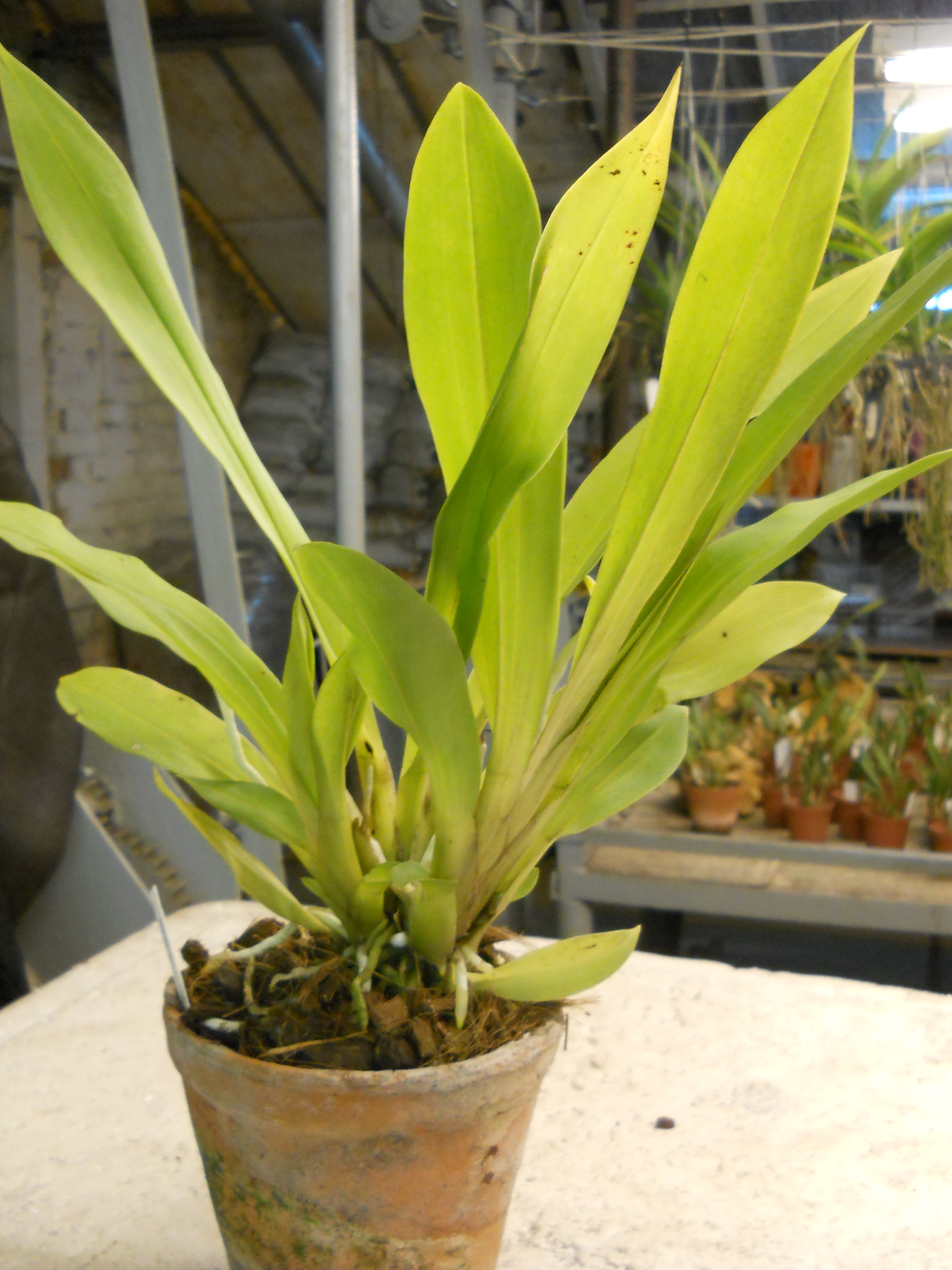 Bollea ecuadorana