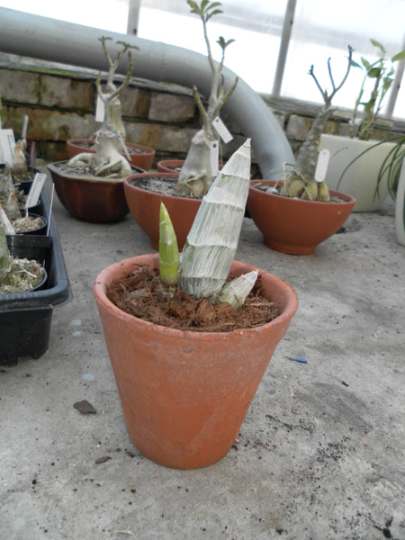 Catasetum.jpg
