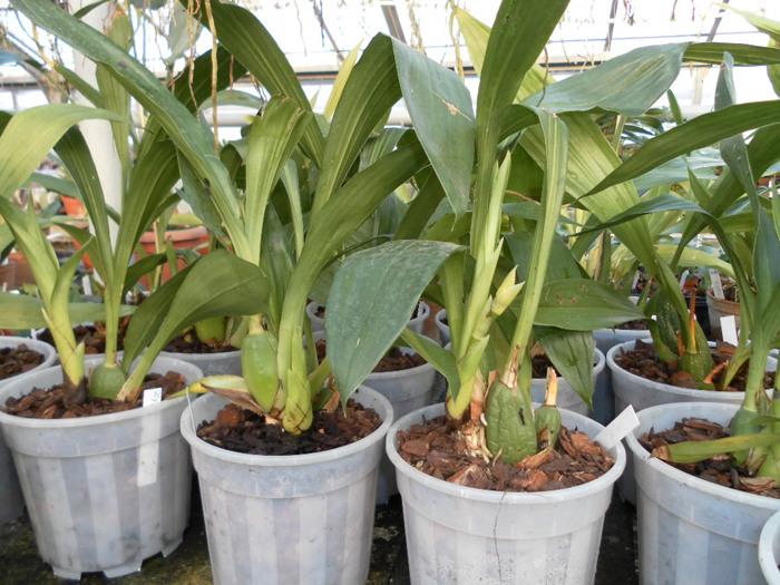 Zygopetalum hybrid.jpg