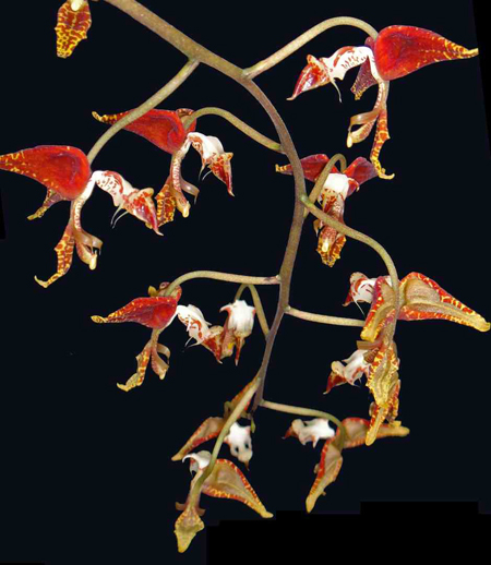 Gongora_0020_catiligera_0020_.jpg