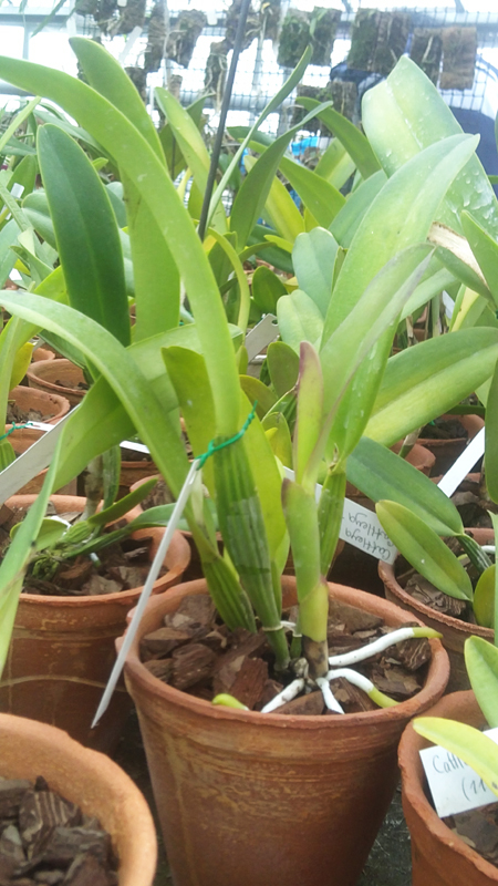 Cattleya quadricolor sa x Cattleya quadricolor sa Pompeu.jpg