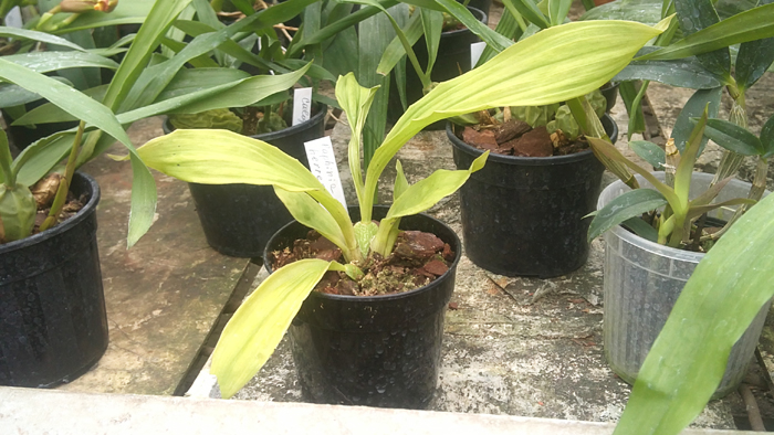 Paphinia herrerae.jpg
