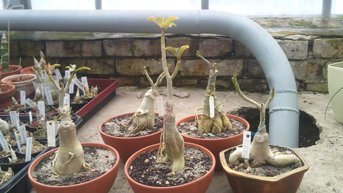 adeniums.jpg