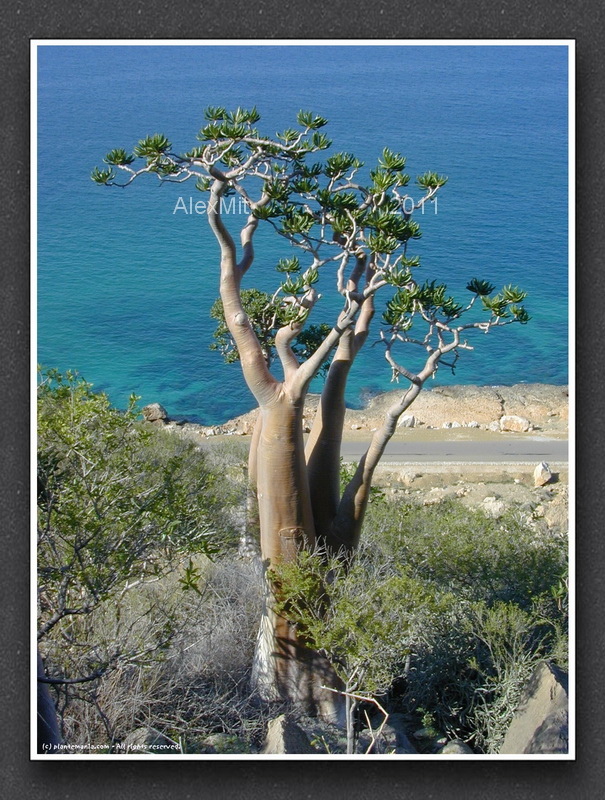 adenium_l3s.jpg