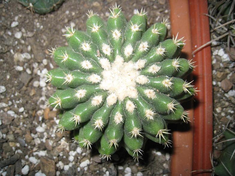 E. Grusoni brevispinus