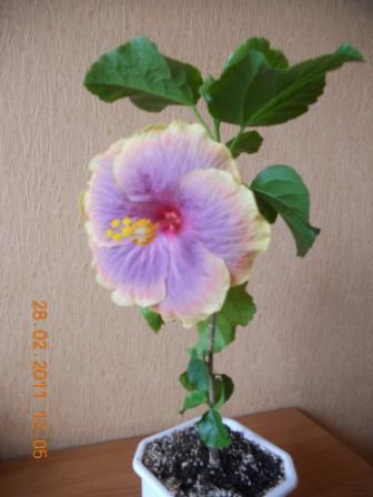 DSCN2529.jpg