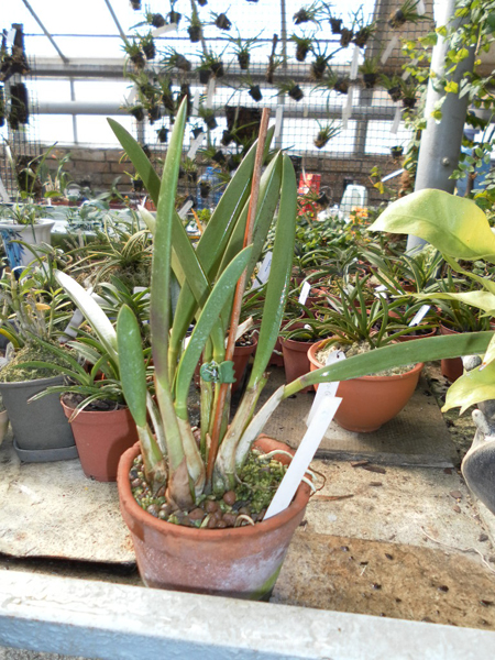 Laelia briegeri.jpg