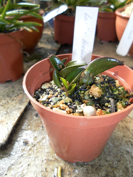Laelia bradei.jpg