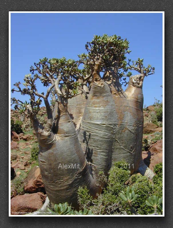 adenium_l24s.jpg