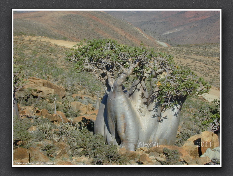 adenium_l33s.jpg