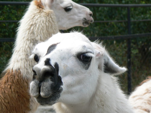 2006 09 23 zoo lama 01.jpg