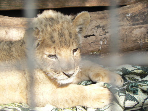 2006 09 23 zoo lvenok.jpg
