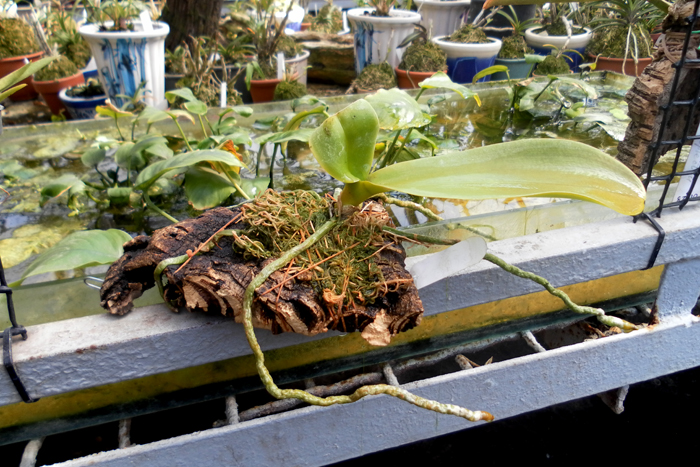 phal amabilis.jpg