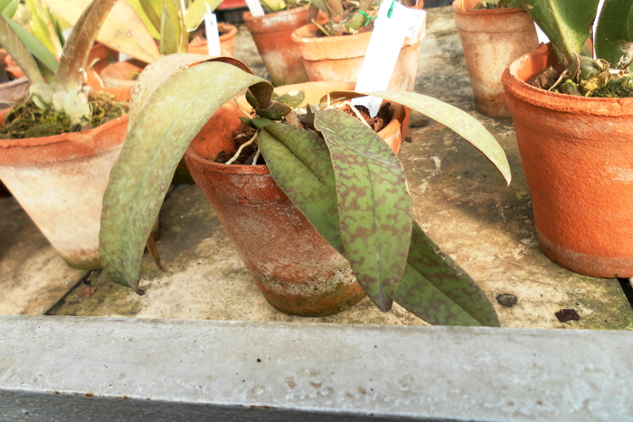 kramer.jpg
