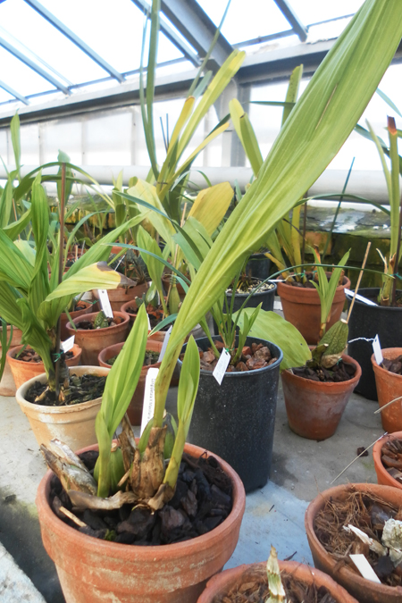 Lycaste Longipetala x Maxillaria Grandiflora.jpg