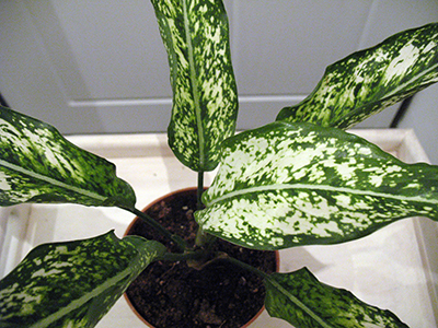 aglaonema_tivoli1.jpg