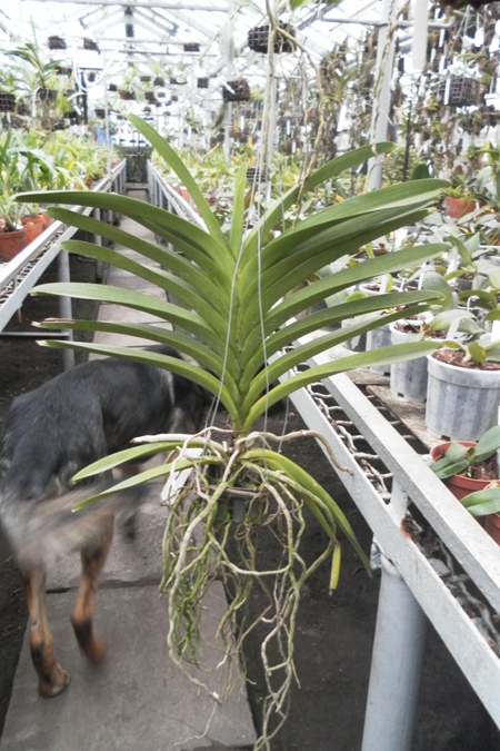 Vanda Pat Delight Red.jpg