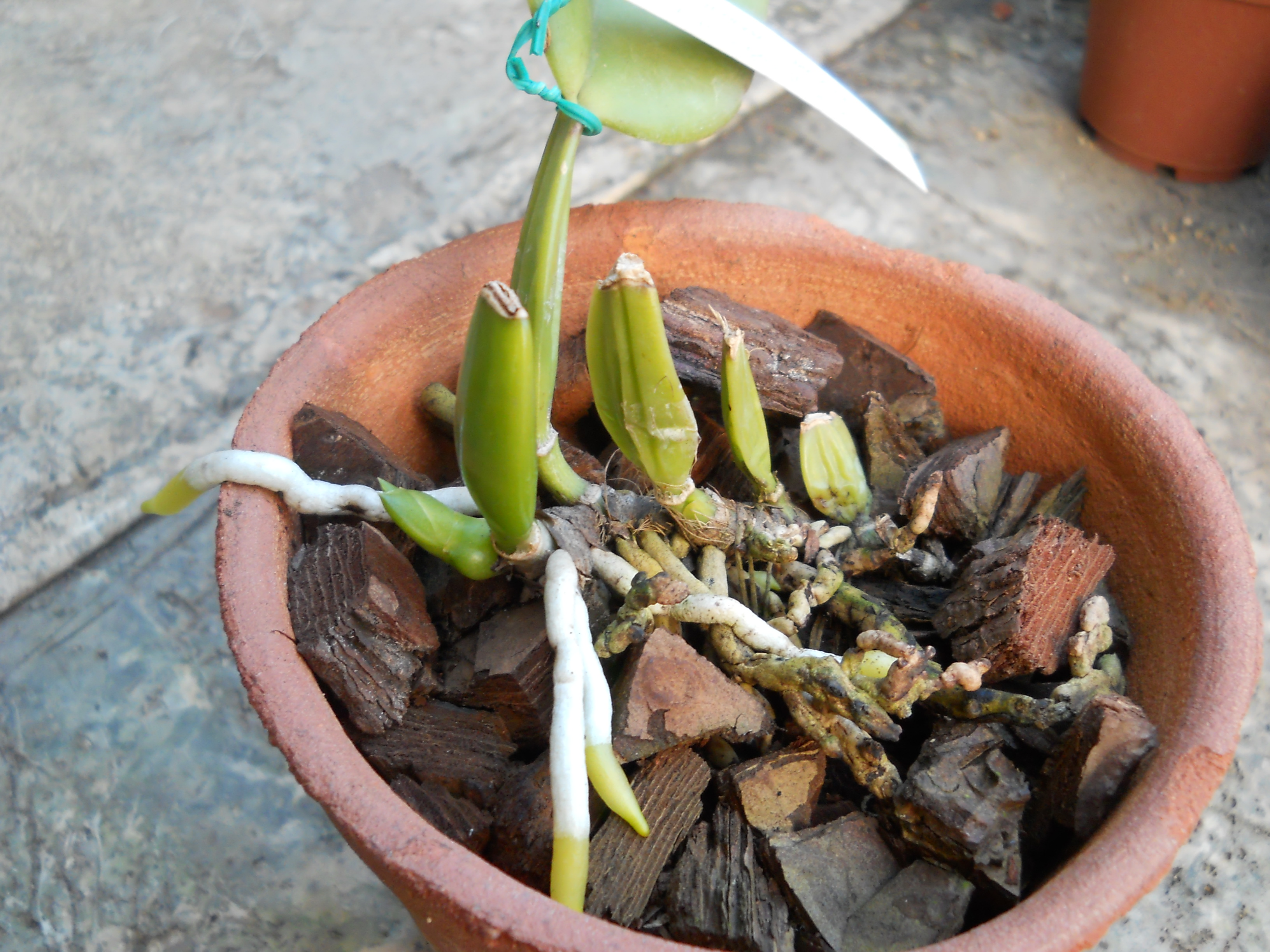 DSCN1254.jpg