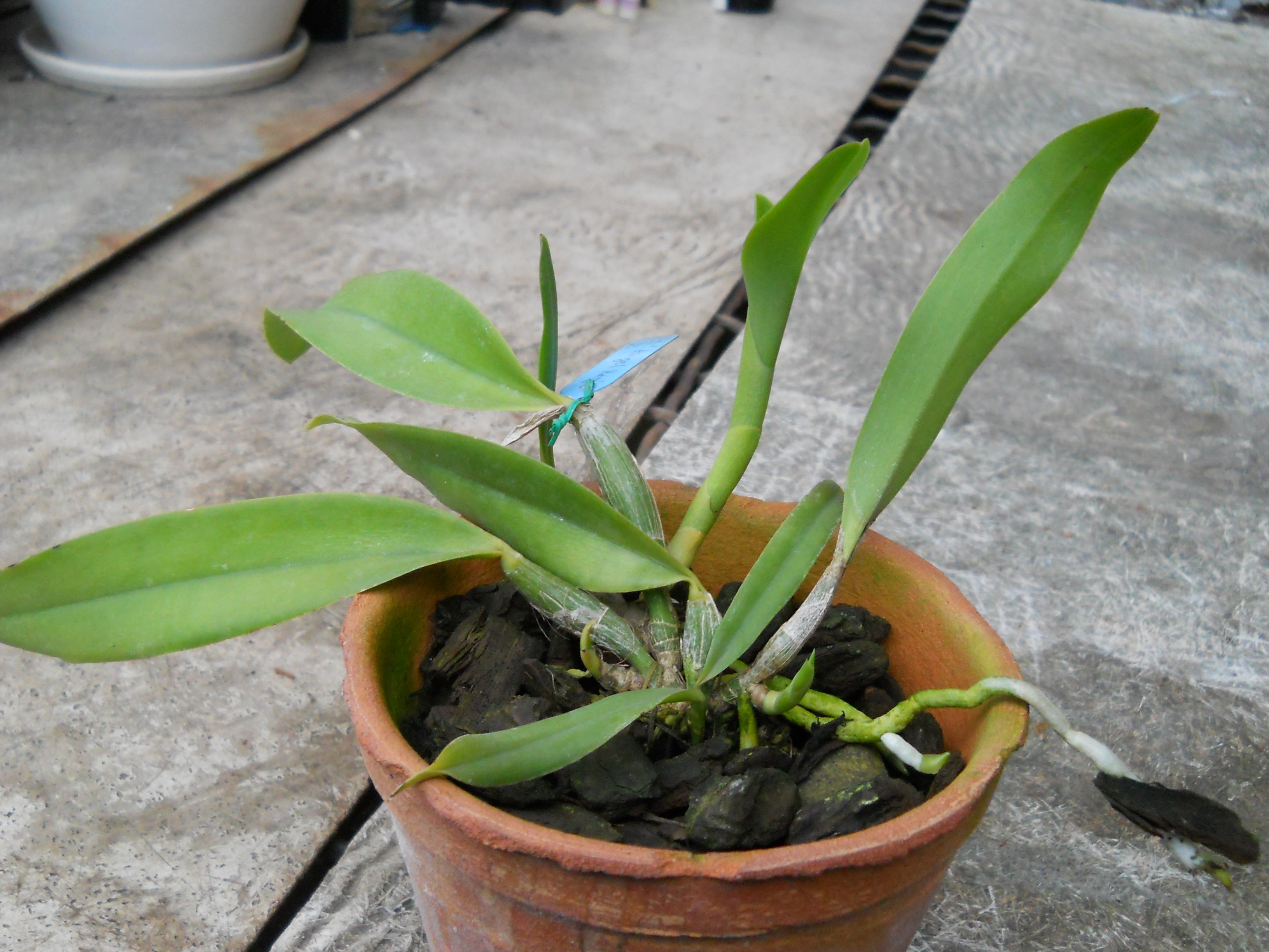 DSCN1274.jpg