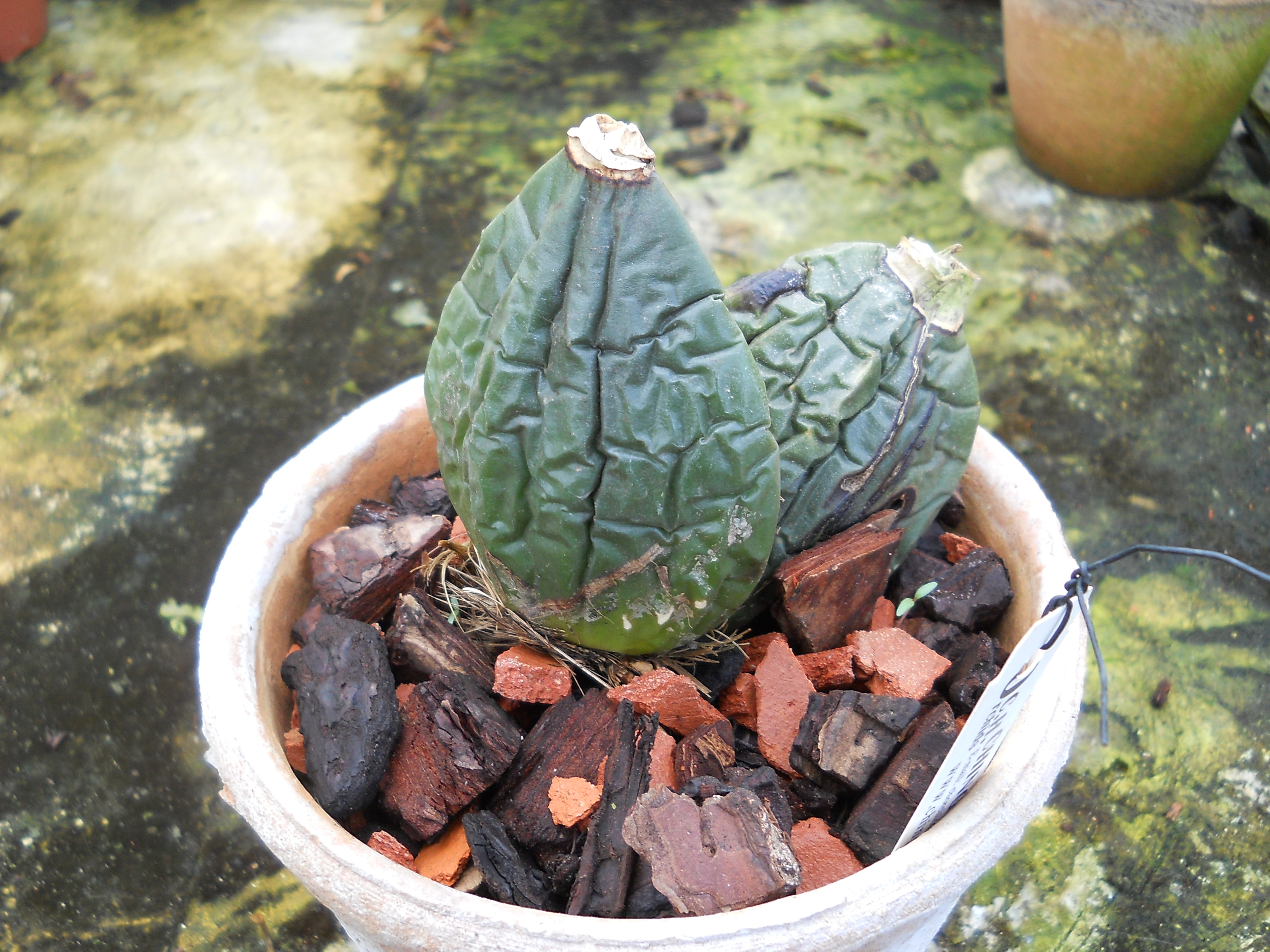 DSCN1292.jpg