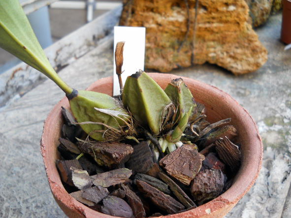 DSCN129901.jpg