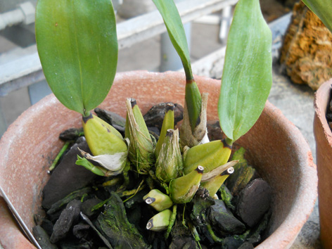DSCN13002.jpg