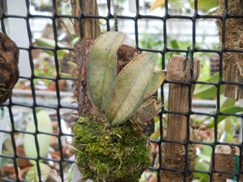 DSCN130501.jpg